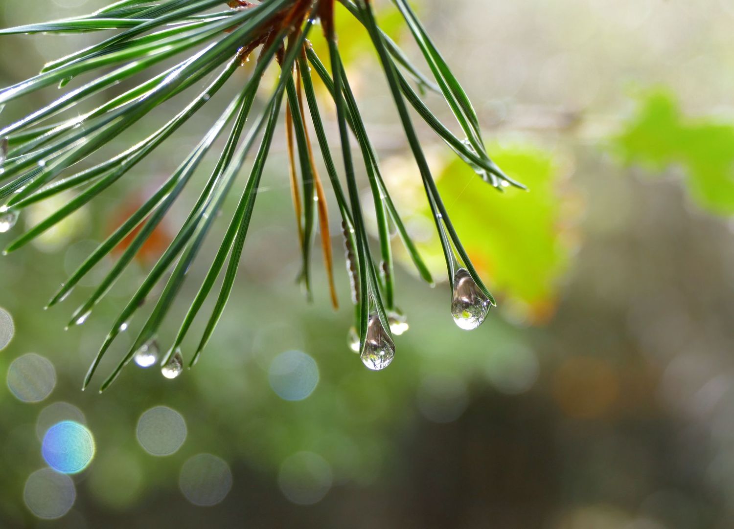 Rainy Day