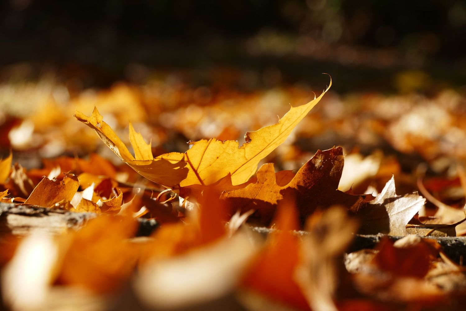 Autumn leafs