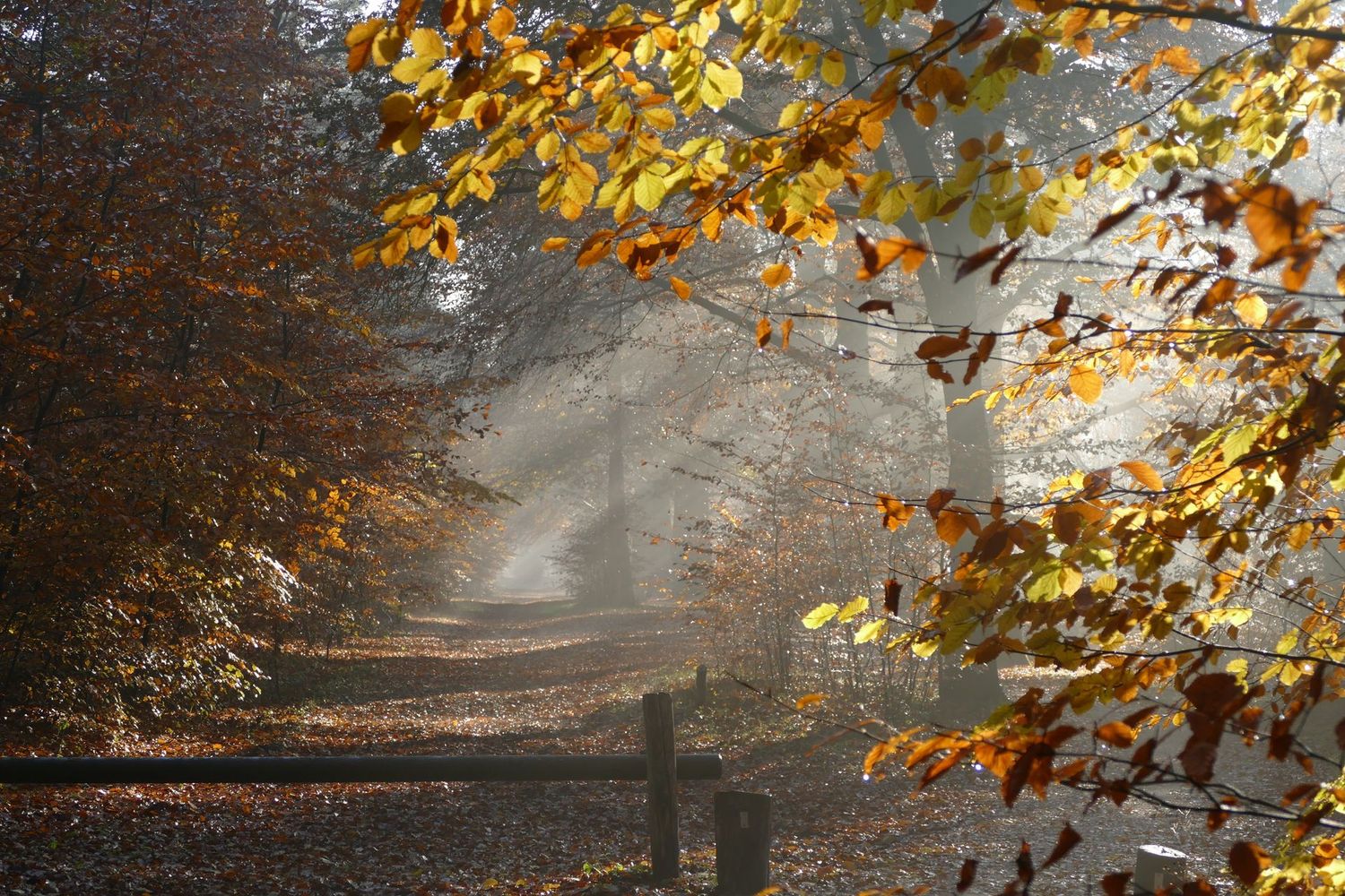 When Autumn comes