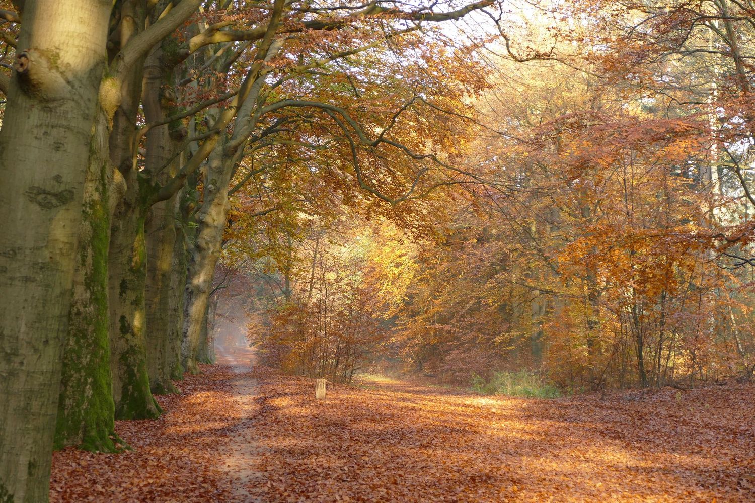 Autumn Forest
