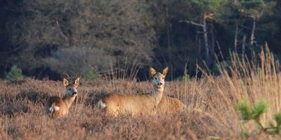 Reeën op Westerheide