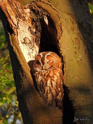 Bosuil in avondlicht