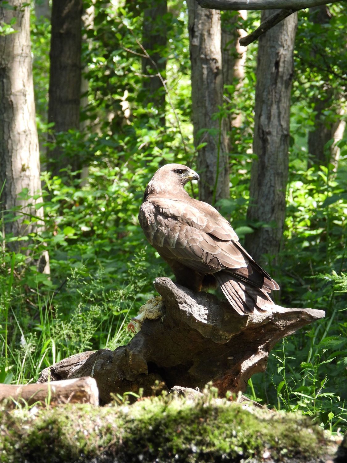 Buizerd