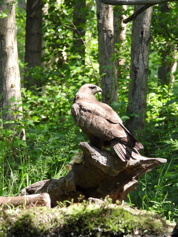 Buizerd