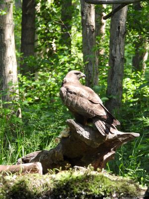 Buizerd Buizerd