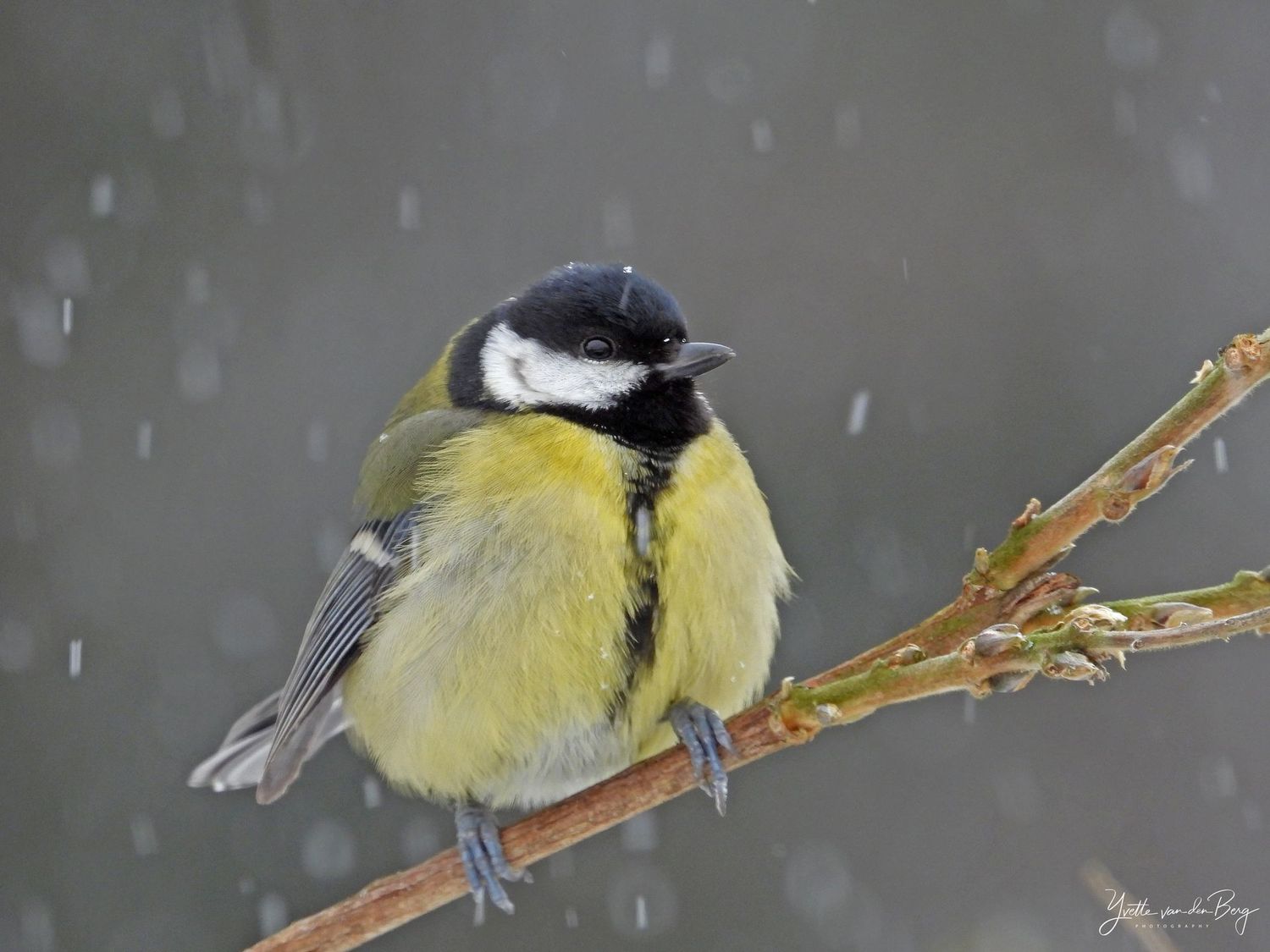 Koolmees in Winter