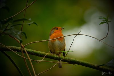 Robin Singing
