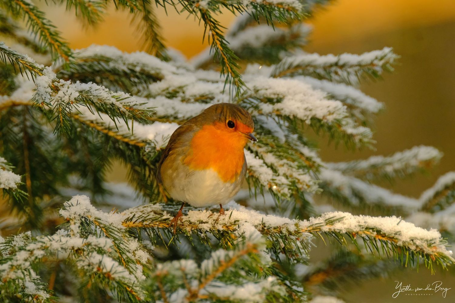 Robin Winter