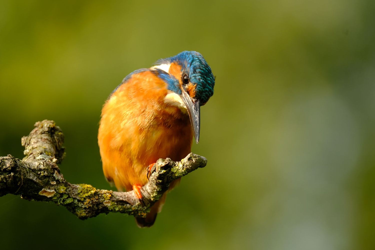 IJsvogel