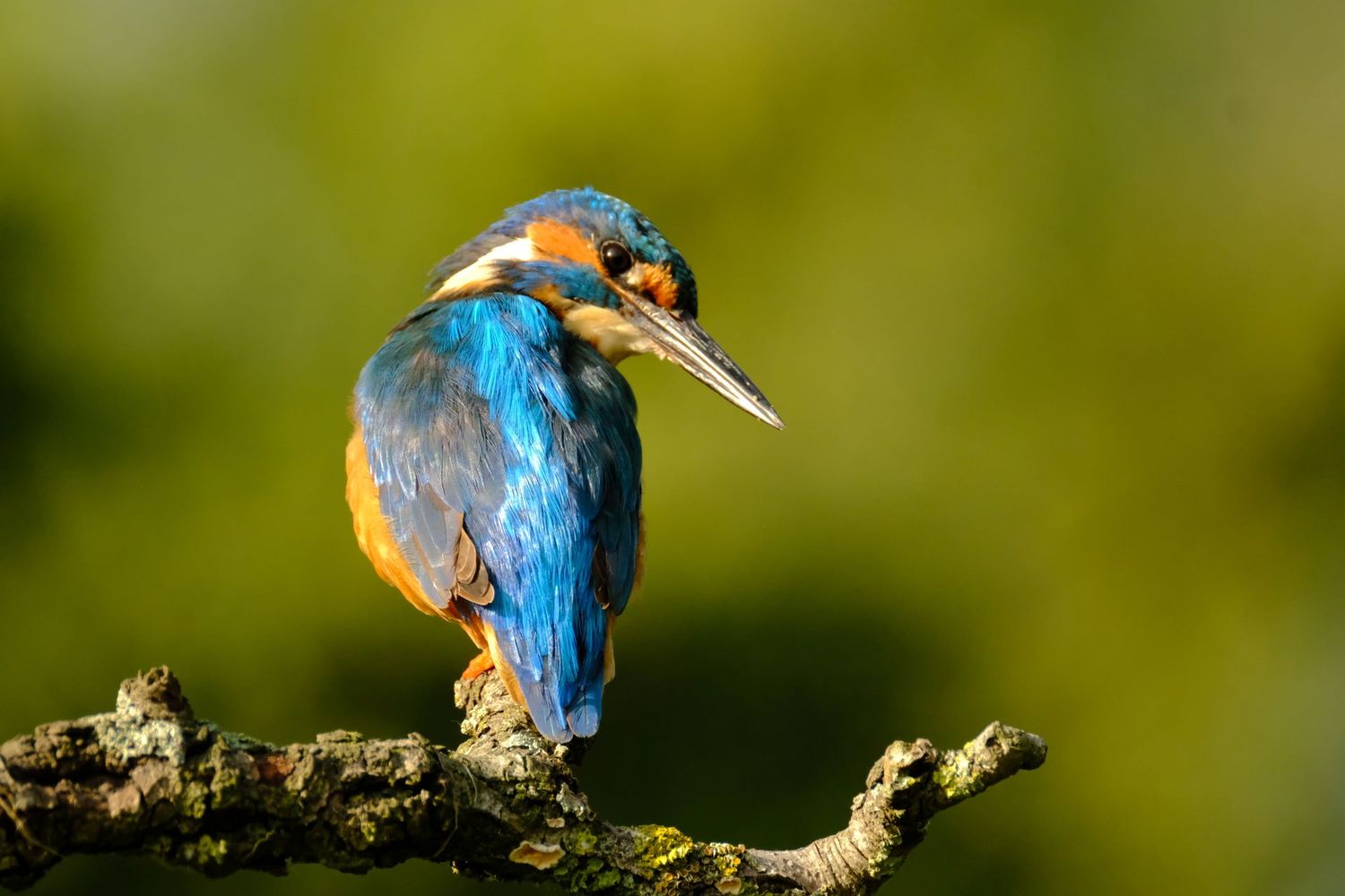 Kingfisher