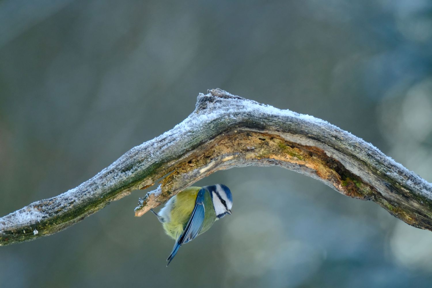 Pimpelmees in wintertijd
