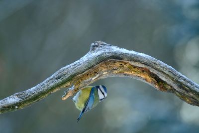 Pimpelmees in wintertijd