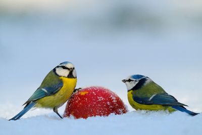 Pimpelmeesjes in de sneeuw