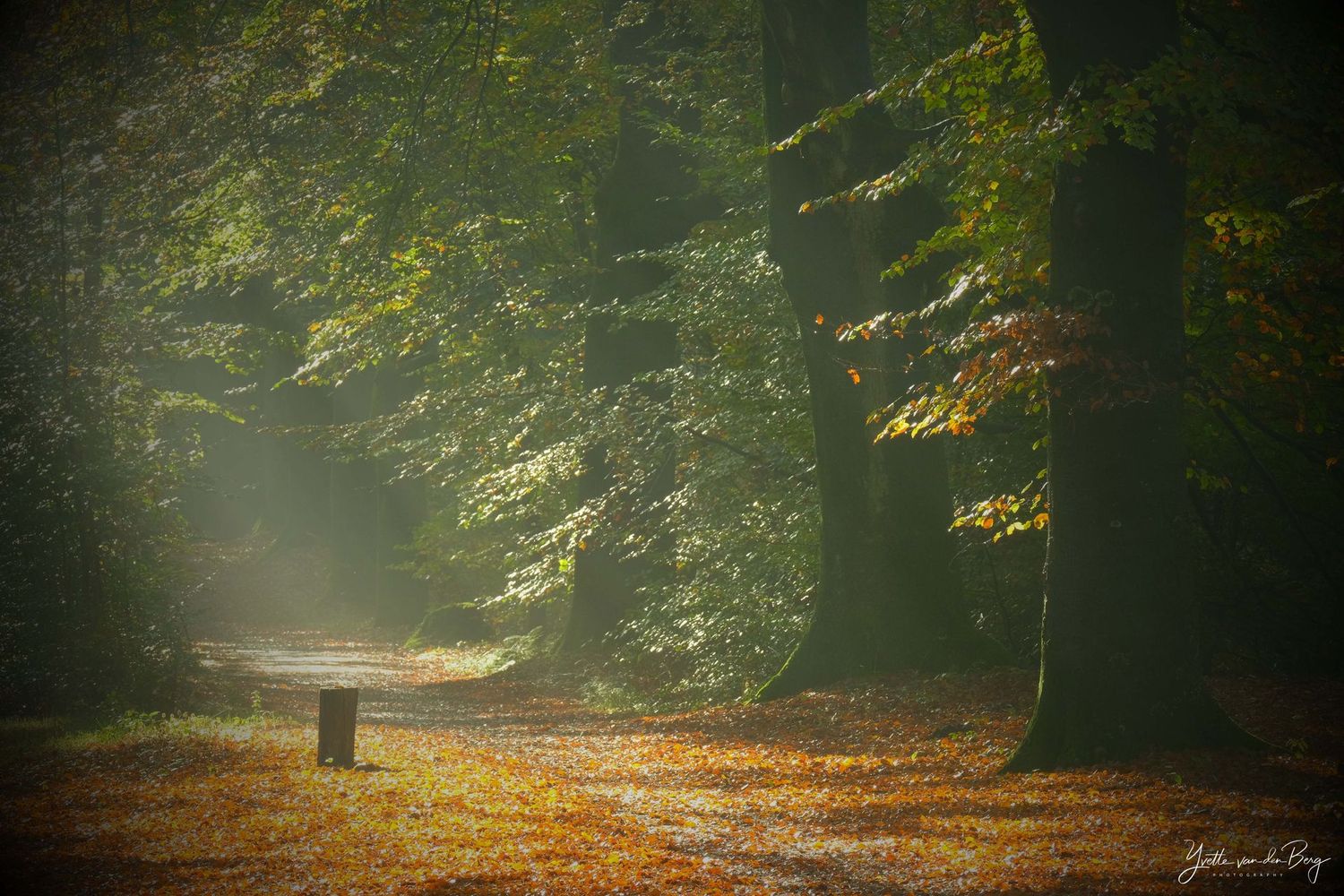 Herfstpracht