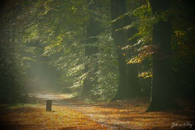 Herfstpracht