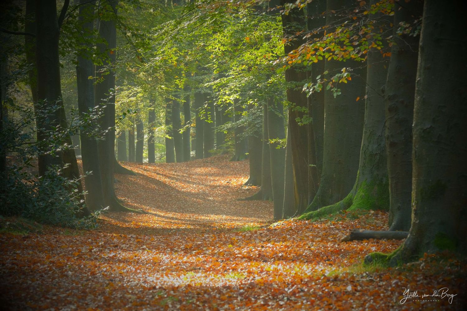 Beukenlaan in de herfst