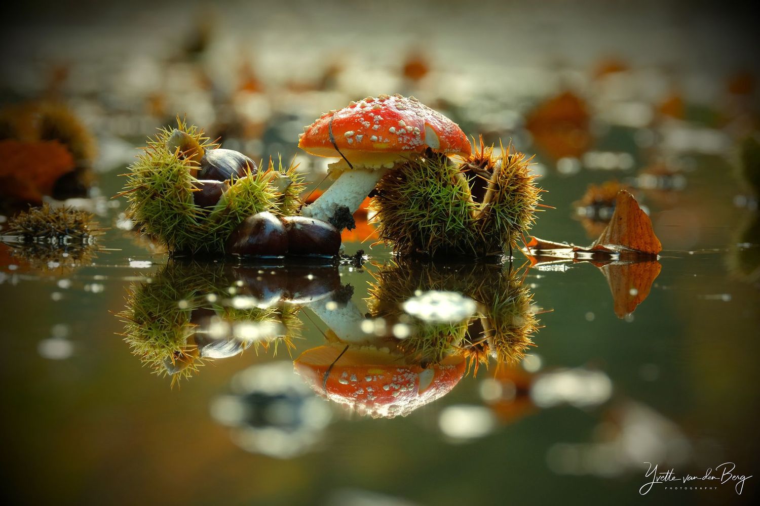 Vliegenzwam weerspiegeling
