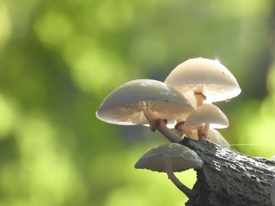 Porcelijnzwammen Porcelijnzwammen