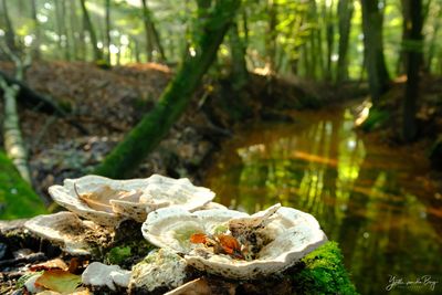 Kleur in het bos