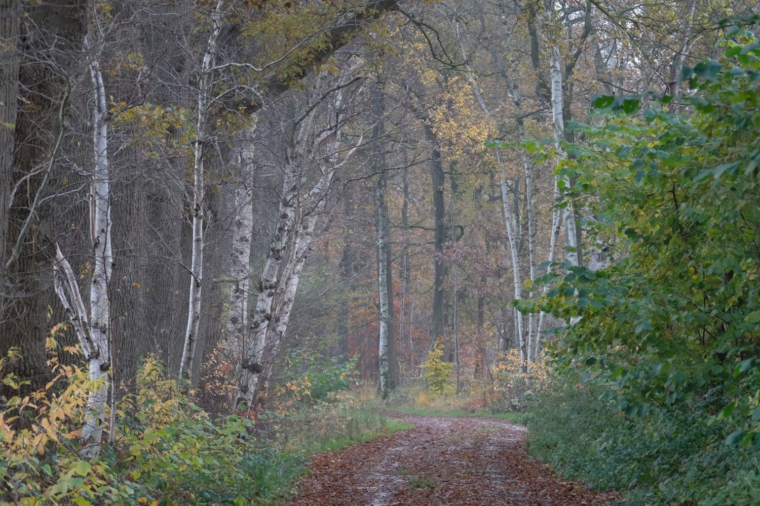 Stilte in de herfst