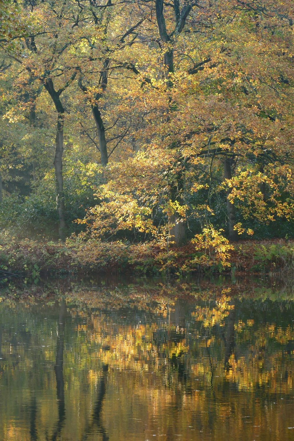 Herfst Reflectie