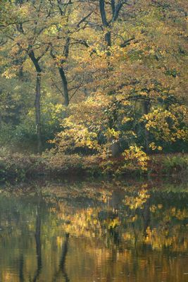 Herfst Reflectie