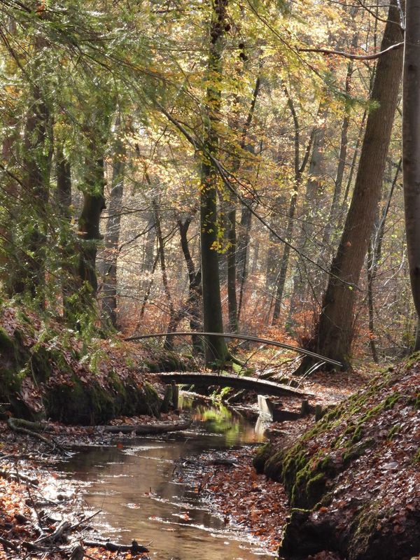 Autumn Romance