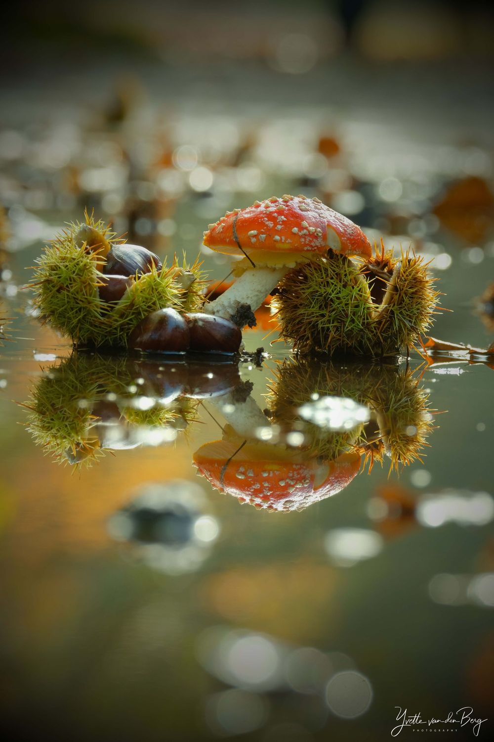 Beauty of Autumn