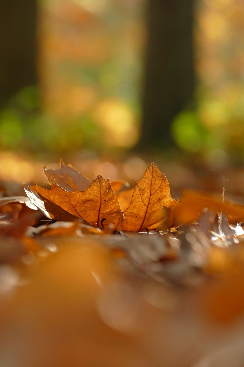 Autumn Gold