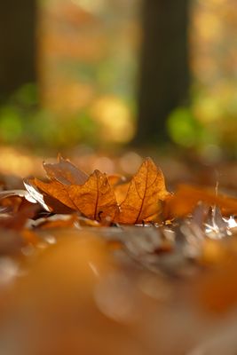 Autumn Gold