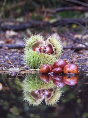 Chestnuts Reflection