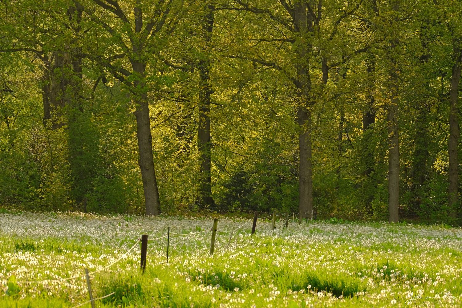 Green meadow