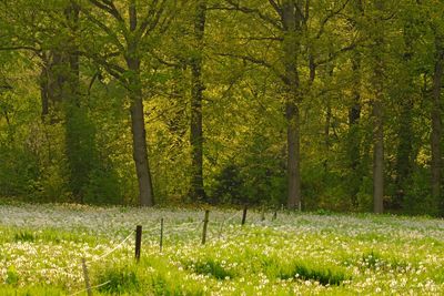 Green meadow Green meadow