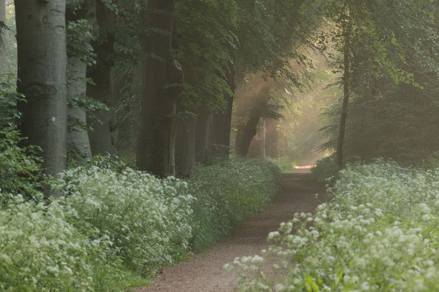 Summer Morning