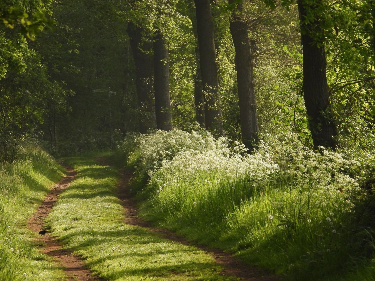 Walk with me