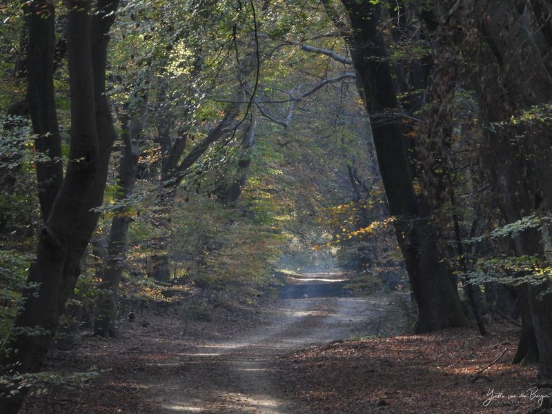 Autumn Walk