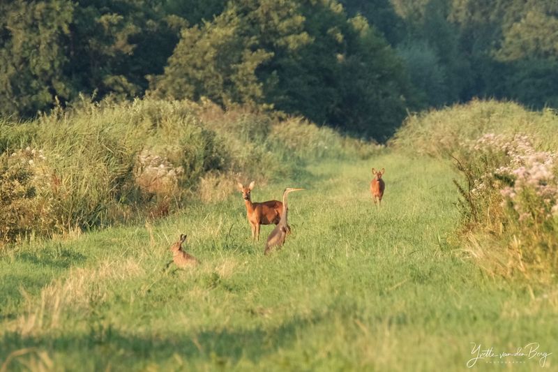 Landschap vol dieren