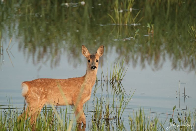 Reekalf in het water