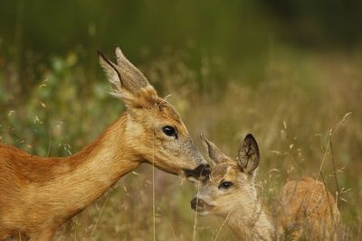 Moeder met kalf Moeder met kalf