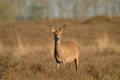 Reegeit in heide