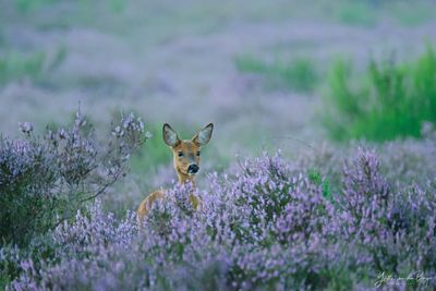 Reegeit in bloeiende heide