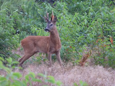 Reebok tijdens de bronst Reebok tijdens de bronst