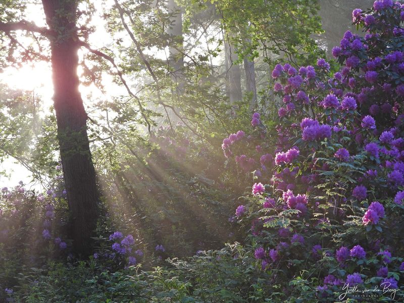 Rododendrons met zonneharpen