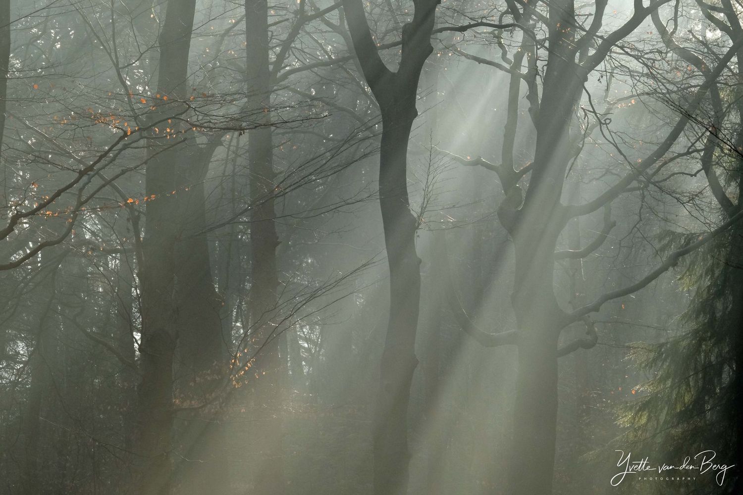 Zonneharpen in het bos