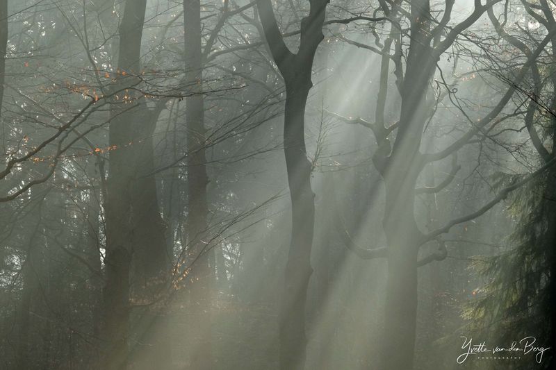 Zonneharpen in het bos