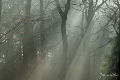 Zonneharpen in het bos