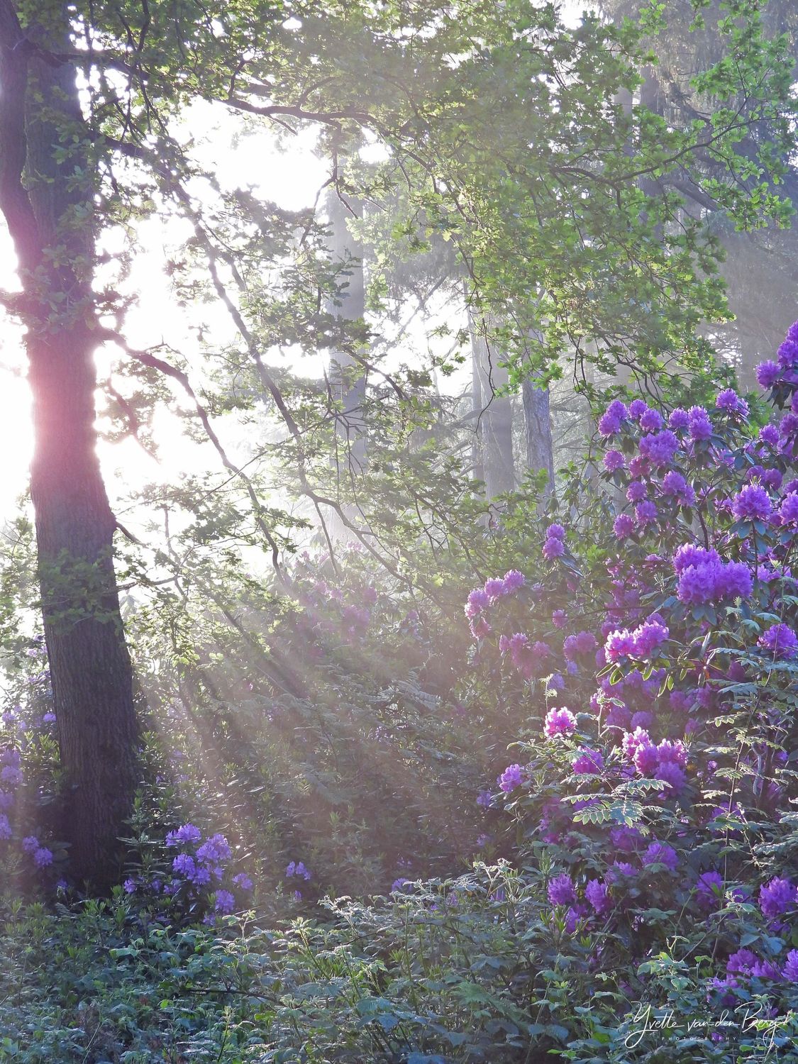 Rododendrons met zonneharpen
