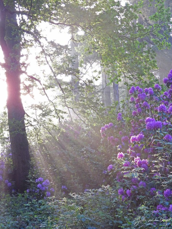 Rododendrons met zonneharpen