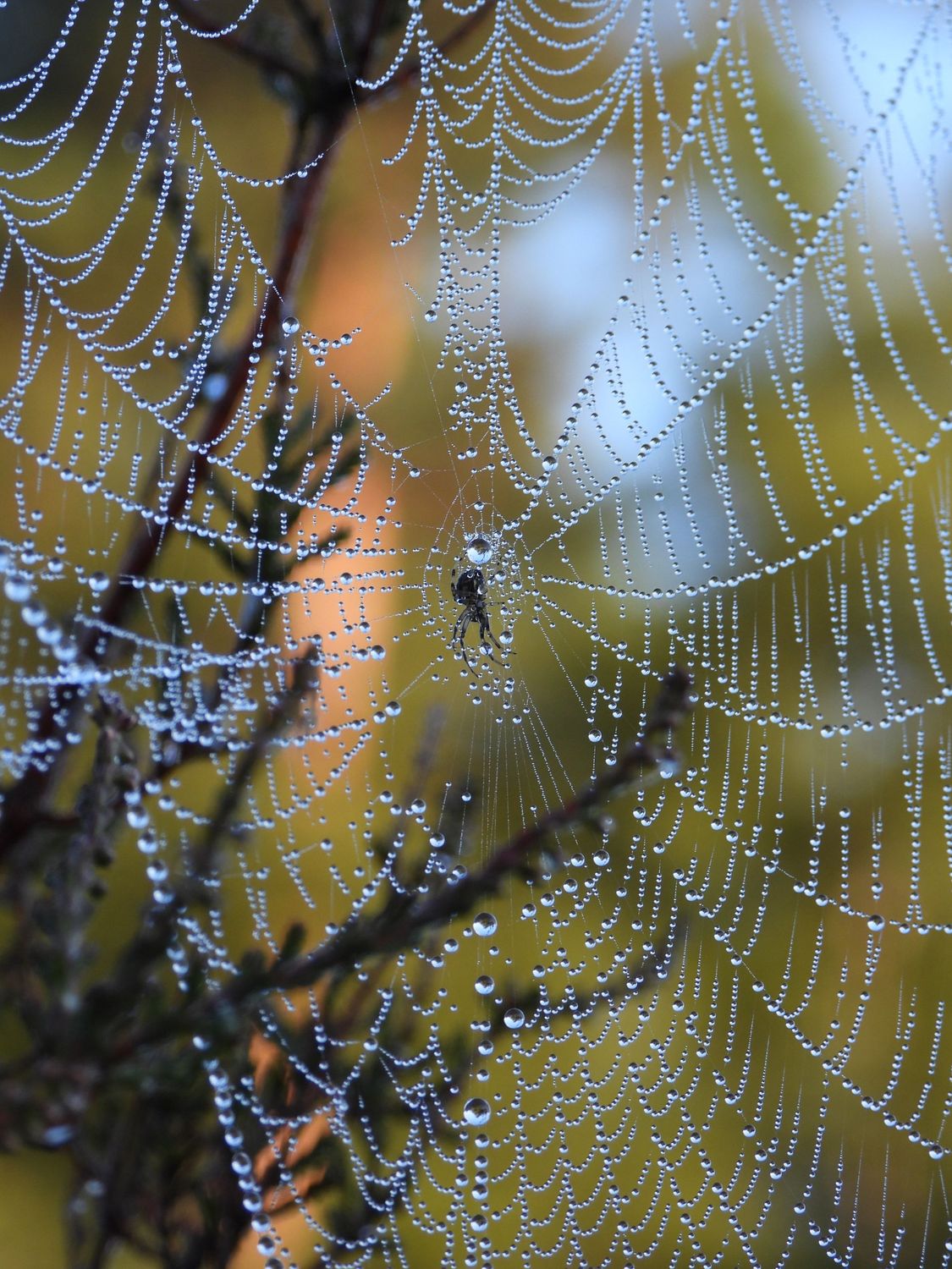 Spinnenweb met dauwpareltjes