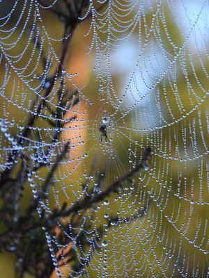 Spinnenweb met dauwpareltjes